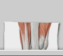 Knie | Kniegelenk